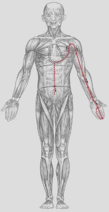 biceps brachii inától ulnárisan Szb-4: XiMen - Xi- pont A csuklóizületi redő középponttól 5 cunnal kraniálisan a m flexor carpi radiális és palmaris longus iközött Szb-5: JianShi (köztes küldött) -
