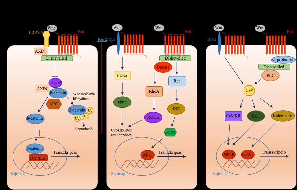 A Wnt jelátvitel számos funkcióval rendelkezik.