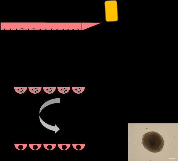 3.4 3 dimenziós (3D) tüdőmodell [51](Szabadalom: P0900819) A normál primer sejteket az előzőekben leírt módon tenyésztettük, majd miután a 80%- os konfluenciát elérték, tripszines emésztés