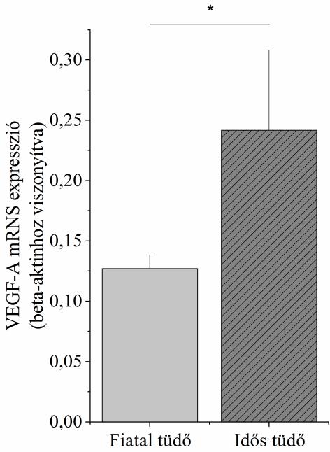 4. Eredmények 4.1 VEGF-A expresszió az öregedő tüdőben Az érképzés a kor előrehaladtával a VEGF-A mennyiségi csökkenésének következtében lassul [88].