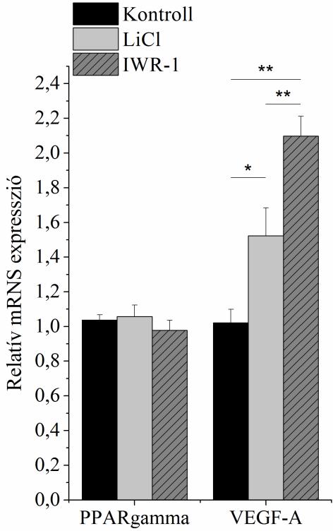 4.4 A kanonikus Wnt jelátviteli útvonal szerepe a PPARgamma aktivációjában Ezt követően megvizsgáltuk, hogy a Wnt és PPAR útvonalak módosítása milyen hatással van a VEGF-A termelésre.