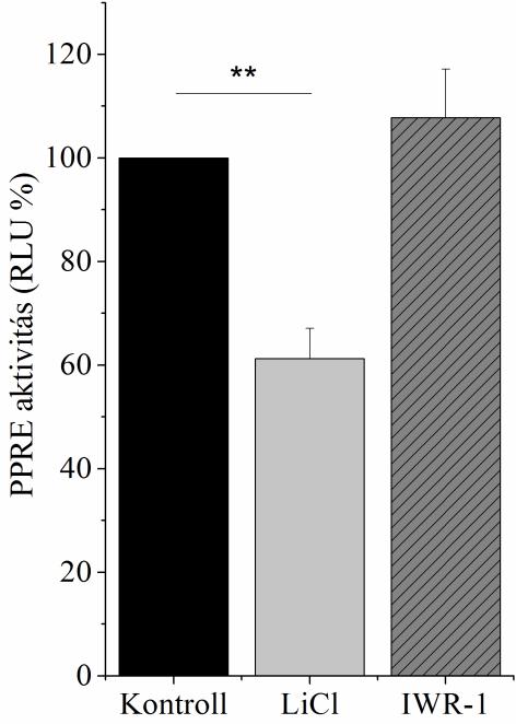 PPAR kötőhelyet tartalmazó PPRE plazmiddal transzfektált sejtekben a beta-katenin jelátviteli utat aktiváló LiCl (10mM) kezelés hatására a PPAR promóter aktivitás szignifikánsan csökkent, míg a Wnt