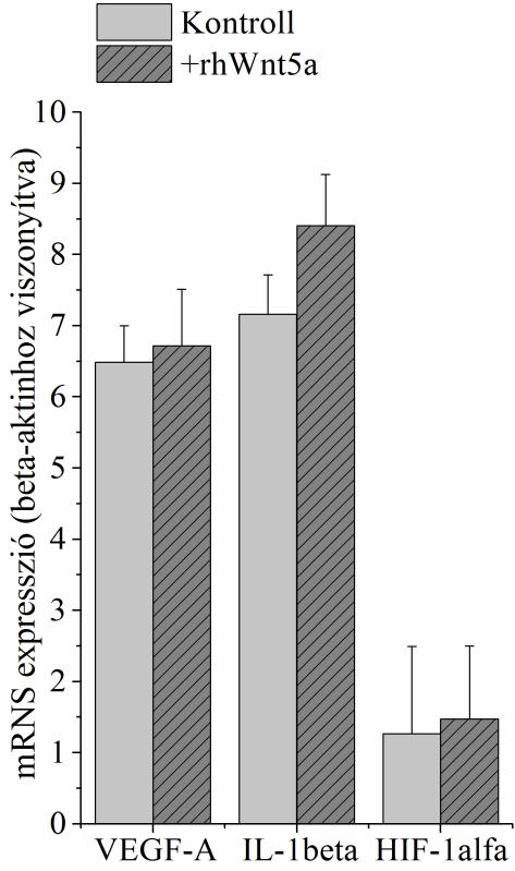 4.7 A Wnt5a hatása az endotélsejtek proliferációjára Ezt követően az SCC mintákban túlsúlyban lévő Wnt5a molekula szerepét tovább vizsgáltuk az angiogenezis szabályozásában, így a 3D tüdőmodelleket