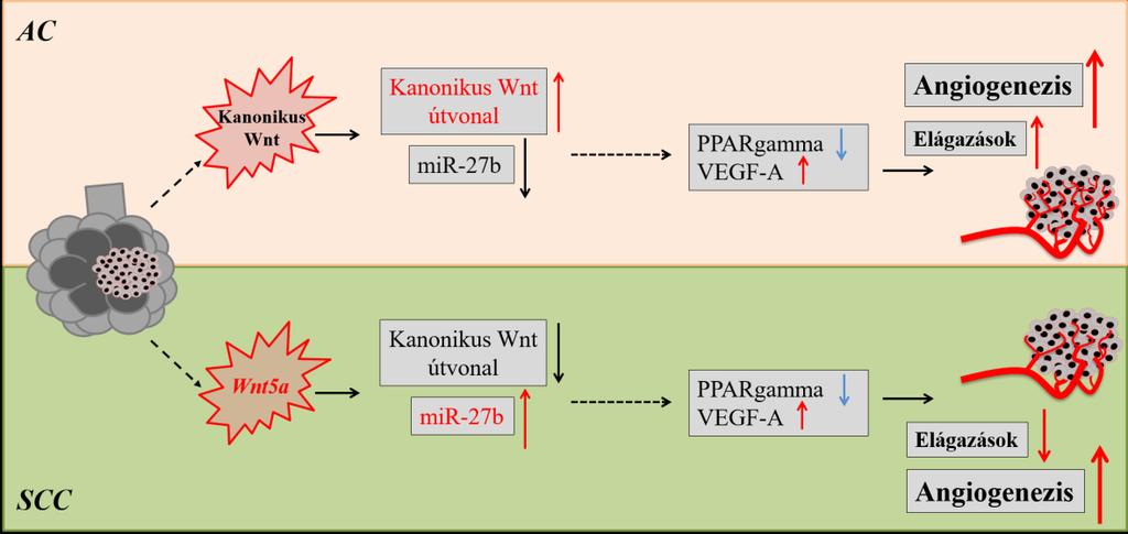 33. ábra: Wnt5a szerepe az AC és SCC tumorokban lezajló érképzésben.