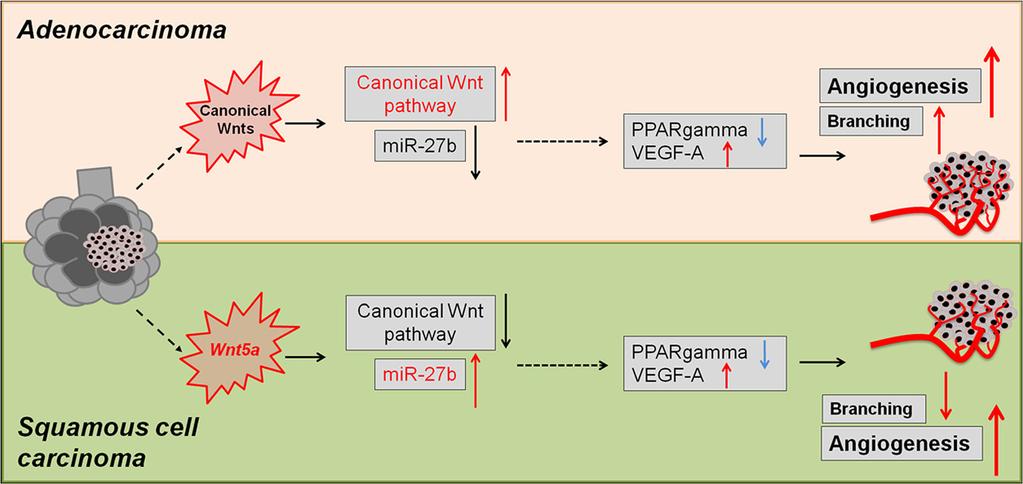 Rapp et al. BMC Cancer (2016) 16:915 Page 13 of 16 Fig.