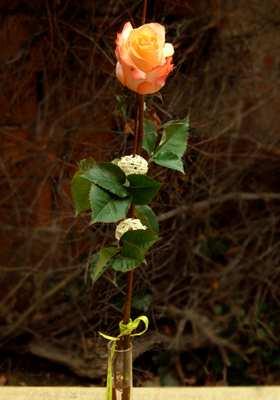 Rózsa 600 Ft/szál Igény szerinti színben 60 cm hosszú, nagyfejű rózsa Extra