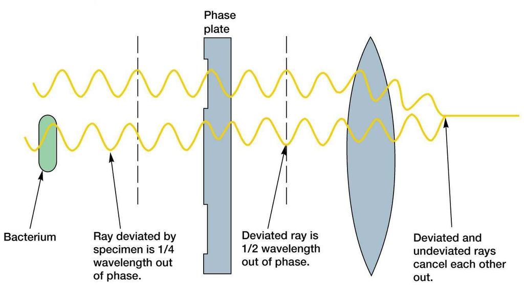 Fáziskontraszt mikroszkópia baktérium a minta által megtört fénysugarak 1/Ő fáziskésést szenvednek a minta által megtört