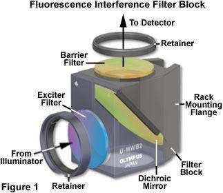 A fluoreszcens filter kocka felépítése Gerjesztő szűrő (exciter filter): a higanygőz/xenon lámpa fényének csak meghatározott tartományát engedi a vizgálandó mintára.