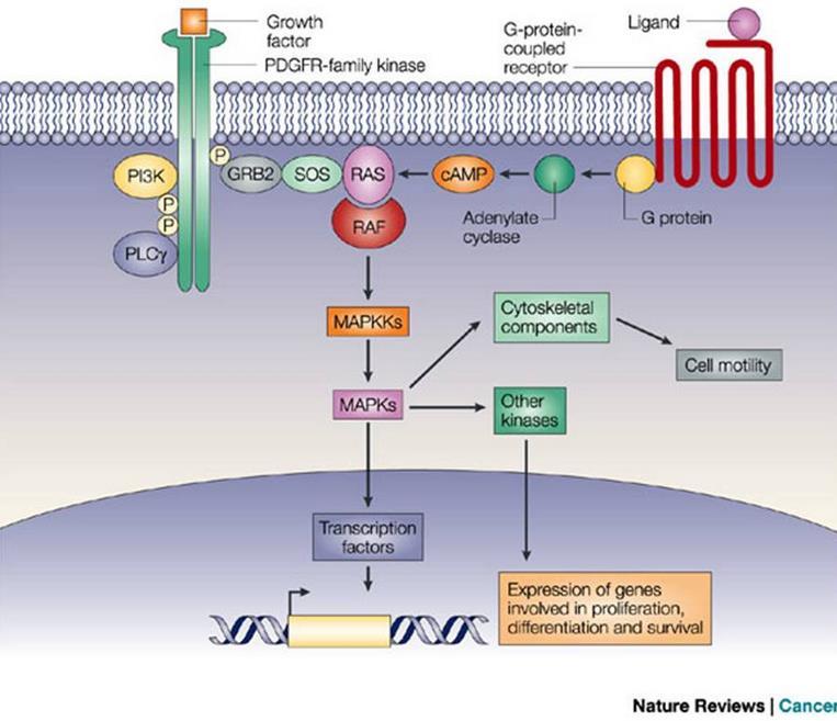 II. ábra: Jelátviteli utak szerepe differenciált pajzsmirigy carcinomában camp: ciklikus adenozin monofoszfát; GRB2: növekedési faktor receptor-kötő protein 2; MAPK: mitogénaktivált proteinkináz;