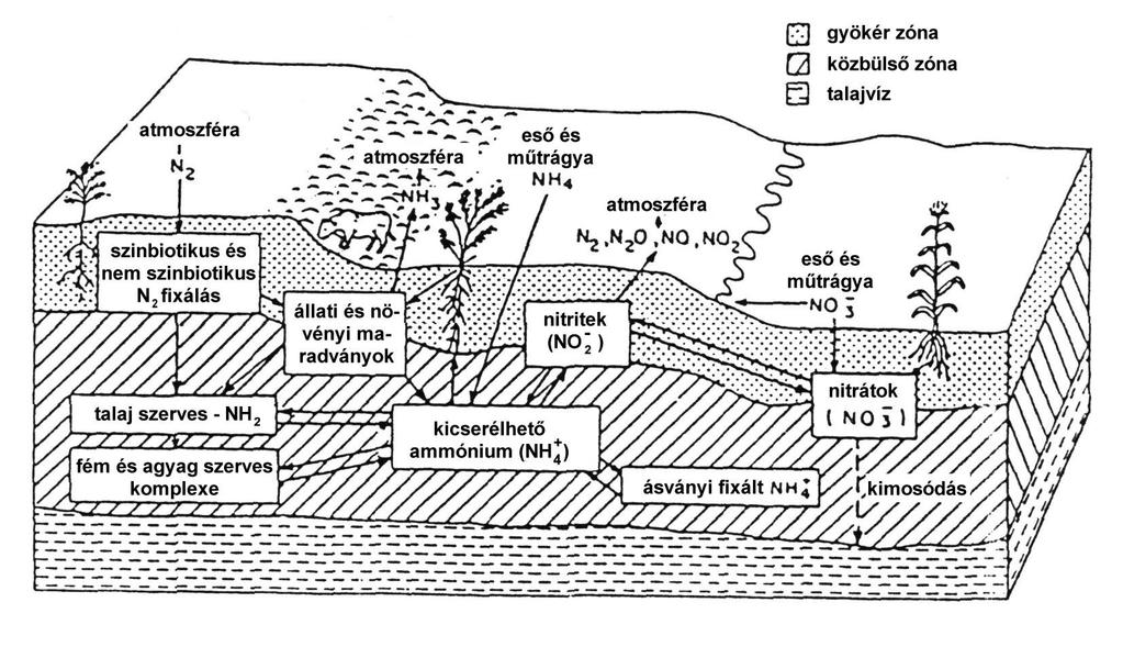 A nitrogén sorsa a