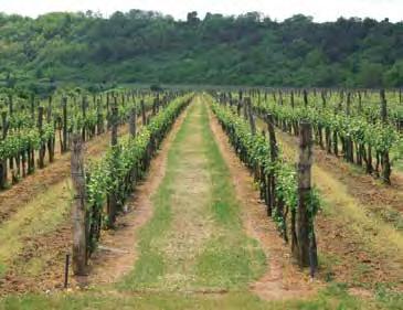 Envidor Kontakt atkaölő szer levél- és takácsatkák ellen. 0,4 l/ha. Javasolt lémennyiség 800-1000 l/ha. 10 liter vízhez szükséges szermennyiség 5 ml.