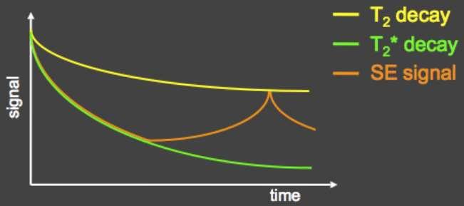 T 2 vs T 2 * relaxation SE can refocus only part of the signal decay With refocusing