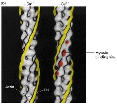 Tropomiozin A tropomiozin két molekula egymásba csavarodásával kialakuló coiled-coil dimer, mely 7 aktin protomerrel van kölcsönhatásban.