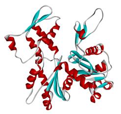 Mikrofilamentum rendszer (aktin) Aktin monomer: nukleotid 4 2 Globuláris (G-) aktin : MW: 42,3 kda, 375 aminosav 3 1 Nukleotidot (ATP, ADP) köt Kétértékő kationt köt