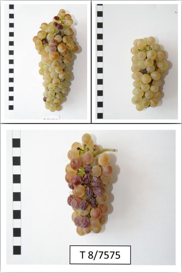 1.fotó A Furmint 8/7575 törzsszámú klón változatos fürtöket nevel Negyedik éve kísérjük figyelemmel több furmint klón érésmenetét augusztus végétől október elejéig.