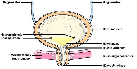 A vizeletürítés mechanizmusa Az alsó húgyutak működéséért felelős főbb tényezők: Az alsó húgyutak anatómiai épsége: m. detrusor vesicae - húgyhólyagizomzat Trigonum m.