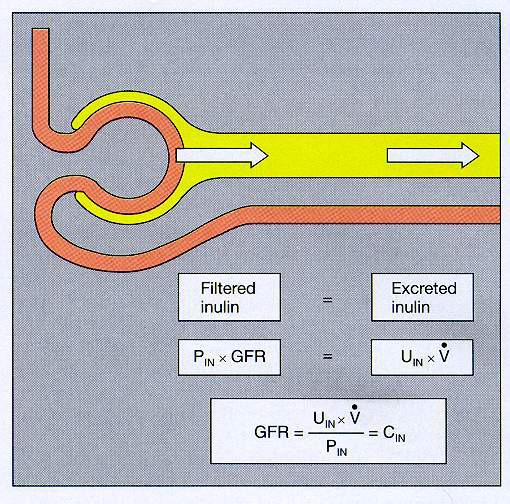 Példánkban tehát az inulin clearance-t kell kiszámítani Filtrált inulin Exkretált inulin Egy 70 kg-os férfi vesefunkciójának mérésére 3 tesztanyagot használtak, melyeknek koncentrációja a plazmában