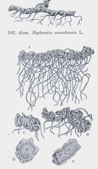 (Ranunuculaceae) Hydrastis rhizoma kanadai aranygyökér hidrasztin N CH 3 Me