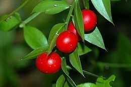 Ruscus