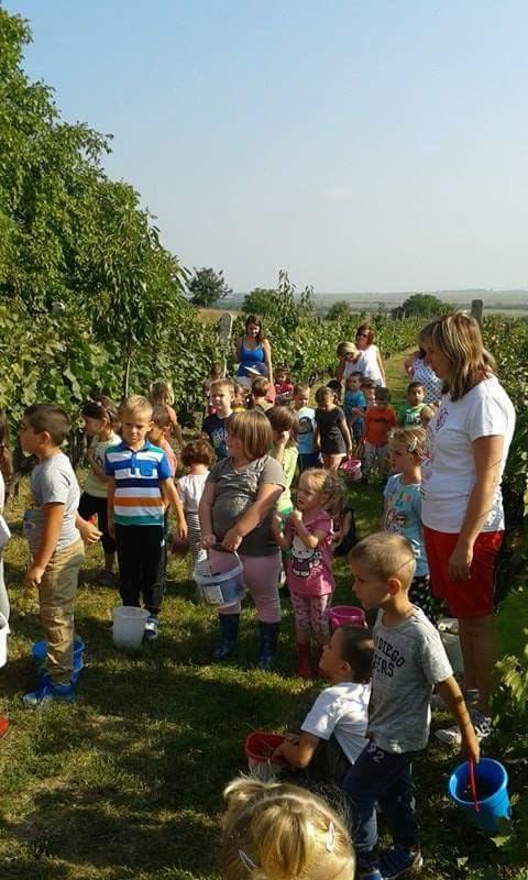 2 0 1 6 / V. S Z Á M - D E C E M B E R Óvodai hírek Szeptemberben az évet szürettel indítottuk, gyermekeink örömmel szedték és ették a szőlőt.