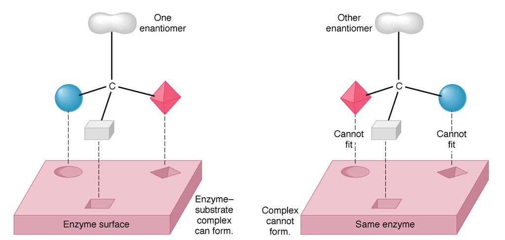 Az enzimek sztereospecifikusak Az enzim szubsztrátkötő