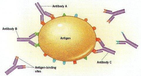 immunkomplex