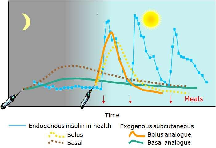 Insulin analogues address the limitations of human