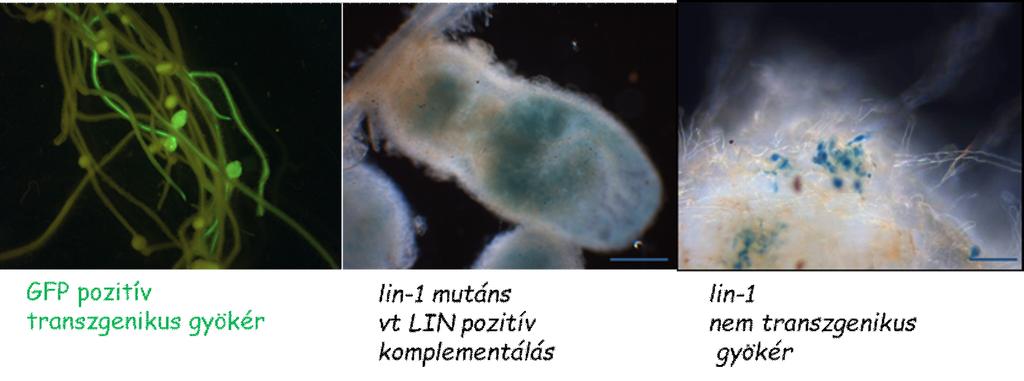 változatokat használva a komplementált, vagyis gümöző gyökereken is kerestük a jelzett fehérje megjelenését, de nem tudtuk detektálni konfokális mikroszkóppal sem. 4.