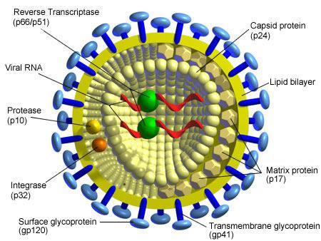 HIV - Retroviridae- Lentivirus genus - Egyszálú (+), lineáris RNS genom, diploid - Típusai: HIV-1 (M, N, O), HIV-2 - Európa: