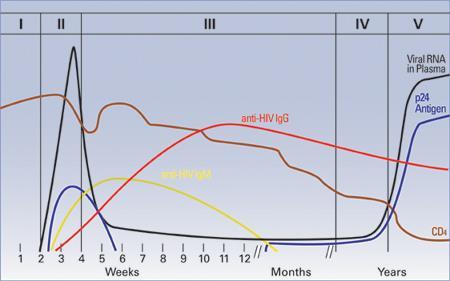 óra - Virémiás csúcs: 10 7 IU HIV RNS/ ml - Diagnosztikai szempontból fontos: - p24 fehérje: kapszid fehérje - Transzmembrán