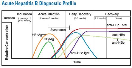 teszttel - Diagnosztikai szempontból fontos: - HBsAg: burok fehérje antigén - HBcAg ( mag fehérje) ellen