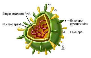 HCV -Flaviviridae család - Egyszálú (+) RNS genom (C,