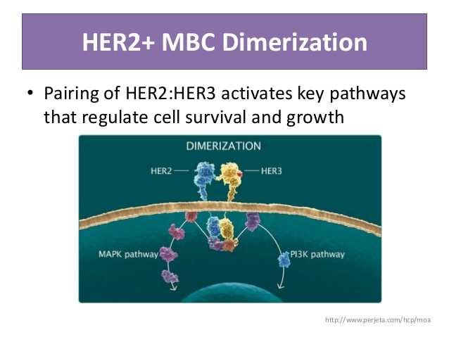 A-HER2-AB: TRASTUSUMAB, PERTUZUMAB