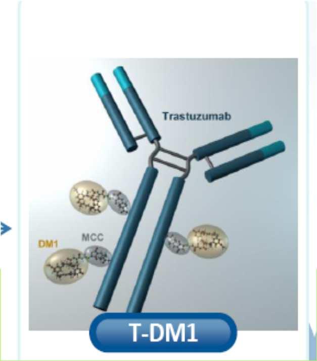 ANTIBODY-DRUG CONJUGATE : TDM1 Átlagos