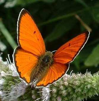 127/173 Baranyi Tamás és Varga Zoltán dolgozta ki 2003-ban. A lepkefaj hazai Natura2000 koordinátora Baranyi Tamás. Reszletesebben lasd: http://lepidoptera.uw.hu/musculus_borelii.