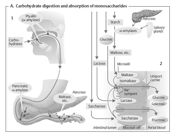luminális emésztés táplálék szénhidrátja SZÉNHIDRÁTOK EMÉSZTÉSE (proximális vékonybelek) poliszacharidok diszacharidok keményítő glikogén amiláz (nyál, pancreas) maltóz szacharóz laktóz maltáz