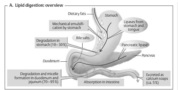 hidrofób oldal hidrofil oldal OH - csoport peptid kötés karboxil-, szulfonil csoport A.