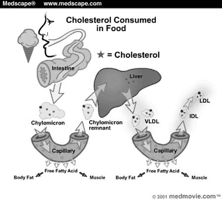 FFA= szabad zsírsav( Free fatty acid); 2MG= 2-monoglicerid; TG= triglicerid; LysoPL= lisofoszfolipid; PL=foszfolipid; Chol= koleszterin; CholE= koleszterin észter.