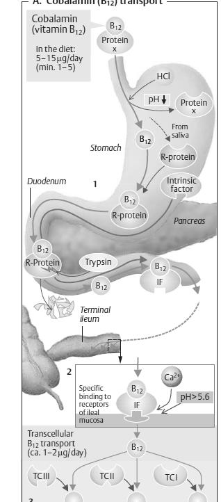 Ionok abszorpciója Legtöbb (Na +, K +, Cl -, Mg ++ ) ion