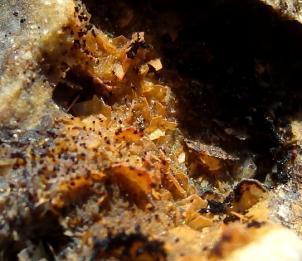 Vasoxidos