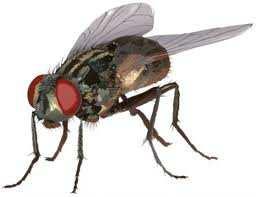 36/40 Nyári kellemetlenkedők Legyek Nagyon kellemetlen rovarok, igaz, hogy nem csípnek, de betegségeket terjeszthetnek.