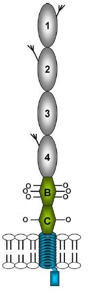 négy, egyenként kb. 60 aminosavat tartalmazó komplement kontroll protein (CCP) vagy scr domainből épül fel, az scr 1, 2 és 4 egy-egy N-glikozilációs helyet tartalmaz (6. ábra).