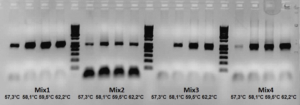 13. táblázat PCR reakcióelegyek (mixek) Q-oldat és MgCl 2 végkoncentrációja (hozzáadott mennyiség) Mix száma Q-oldat MgCl2 1-1mM (0,5µl) 2-2mM (1µl) 3 0,5x (1µl) 1mM (0,5µl) 4-3mM (1,5µl) 5 1,5x