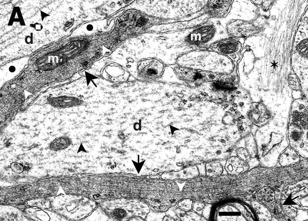 316 F. Gallyas et al. / Biology of the Cell 96 (2004) 31