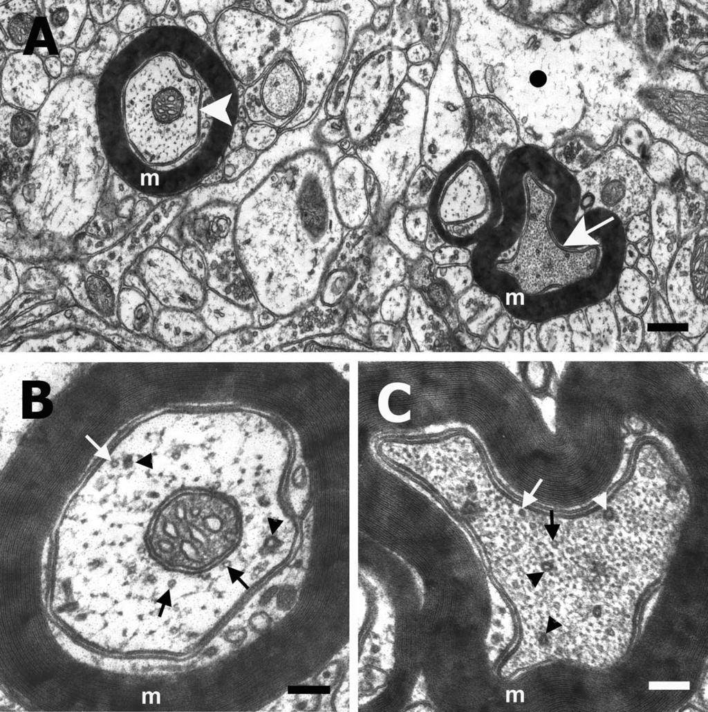 F. Gallyas et al. / Biology of the Cell 96 (2004) 313 324 321 Fig. 8.