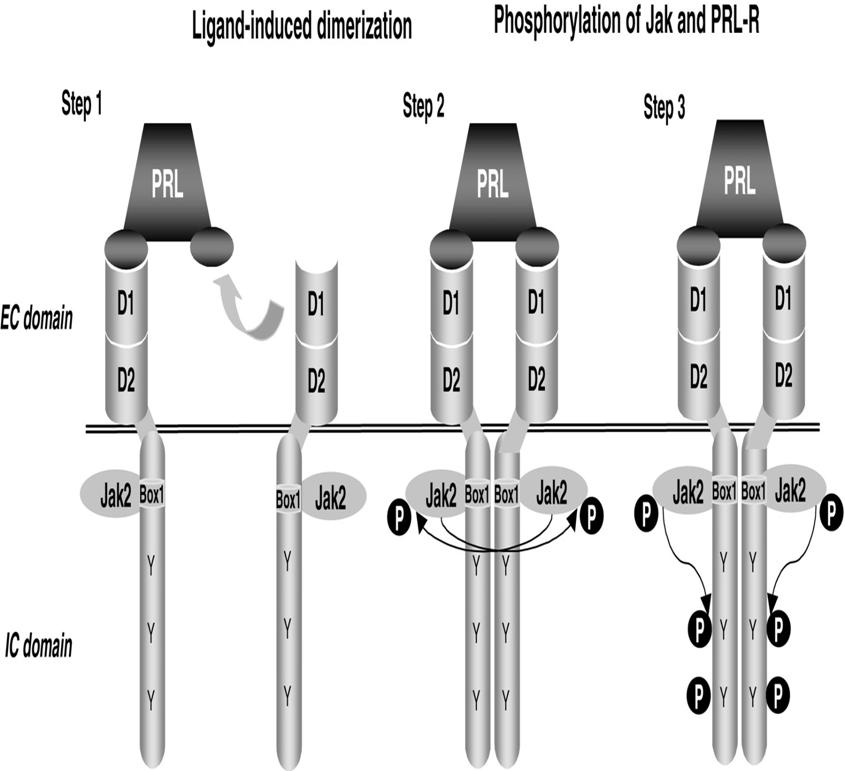 5. Prolactin Fehérje Hatásmechanizmus: TRK receptor Hatásai: tejelválasztás szabályozása (jelenléte kell az ösztrogén és progeszteron hatásához) alvásszabályozás, GnRH gátlás Anyai magatartás