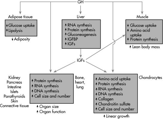Zsírszövet Glükóz felvétel Lipolízis Zsírszövet Máj RNS szintézis Protein szintézis Glükoneogenezis IGF szintézis Izom Glükóz felvétel Aminosav felvétel Fehérje szintézis Izom tömeg Vese, Pancreas,