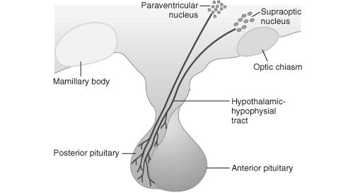 Neurohypophysis Hormonjai: ADH, oxitocin csak raktározás Hormonok