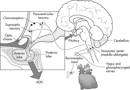 Oxitocin (9 AA) Hatásmechanizmus: Metabotropikus receptor => IP3/DAG => IC kalcium szint emelés Hatásai Tejkiürülés (mioepithel sejtek kontrakciója) Uterus kontrakció