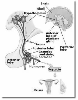 Szekréció szabályozás Neuroendokrin reflex révén: mechanoreceptorok ingerlése (méh, hüvely, emlő) Terhesség végén